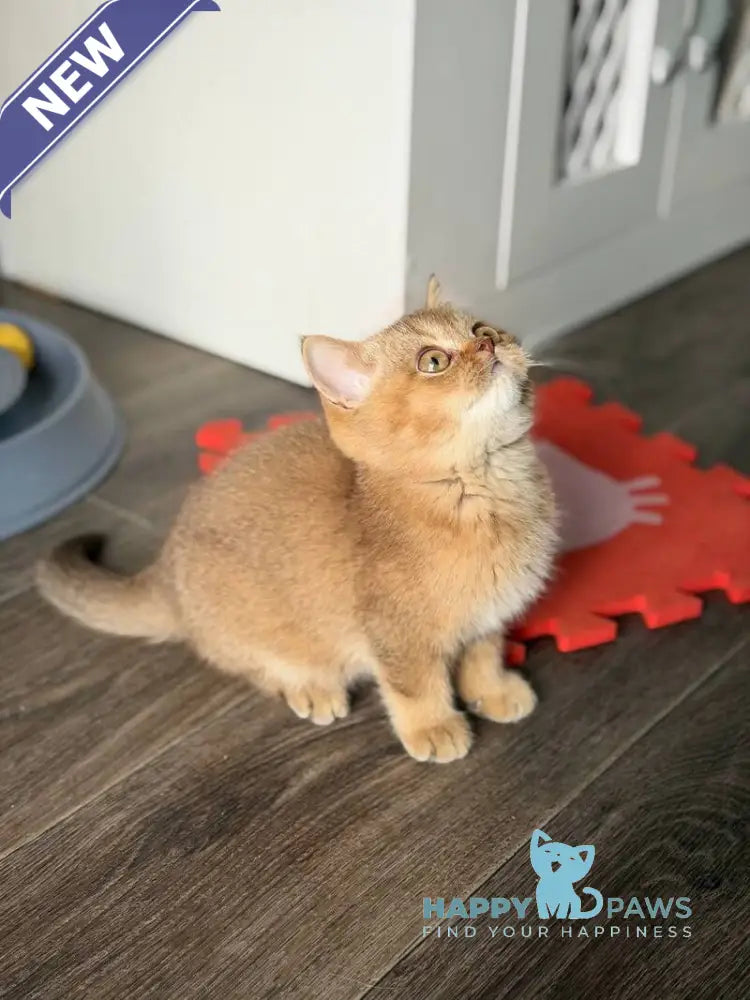 Amur British Shorthair male chocolate golden shaded live animals