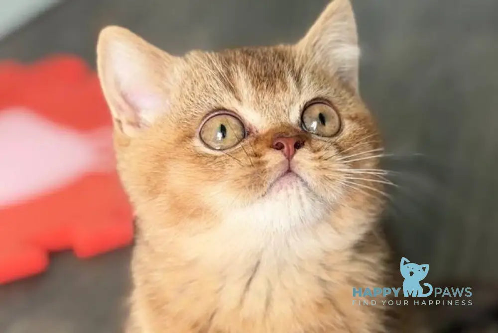 Amur British Shorthair male chocolate golden shaded live animals