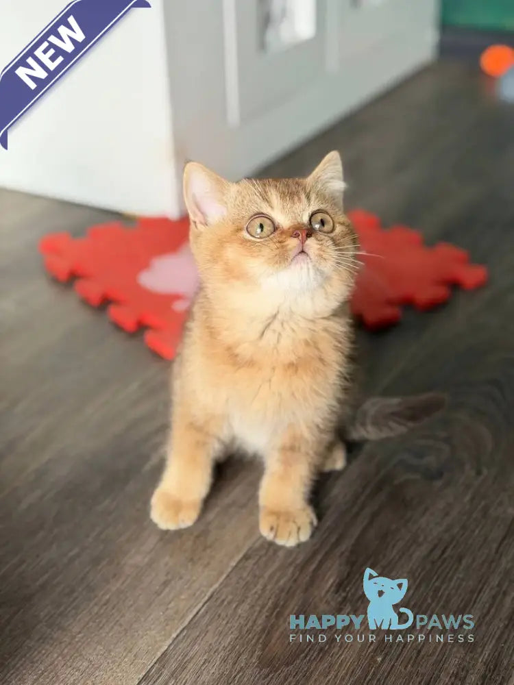 Amur British Shorthair male chocolate golden shaded live animals