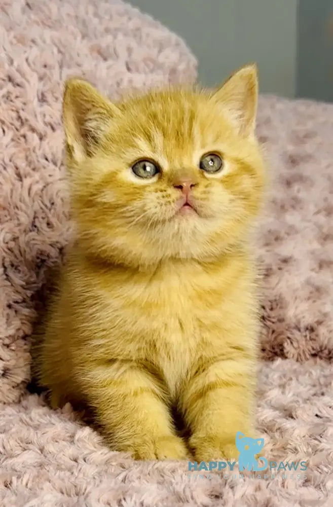 Amur British Shorthair male red spotted tabby live animals