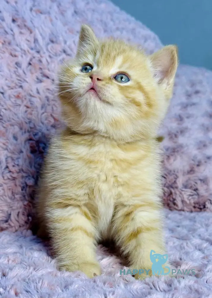 Amur British Shorthair male red spotted tabby live animals