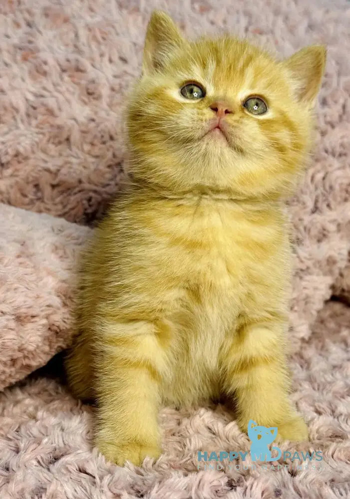 Amur British Shorthair male red spotted tabby live animals