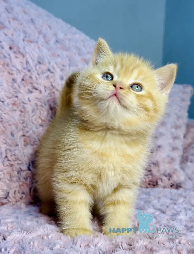 Amur British Shorthair male red spotted tabby live animals