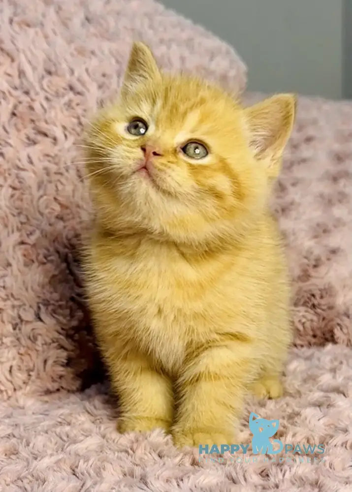 Amur British Shorthair male red spotted tabby live animals