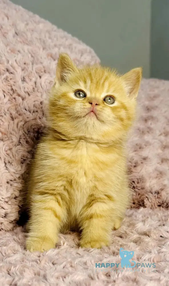 Amur British Shorthair male red spotted tabby live animals