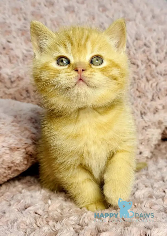 Amur British Shorthair male red spotted tabby live animals