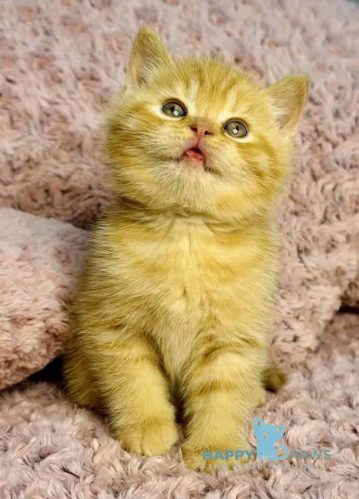 Amur British Shorthair male red spotted tabby live animals