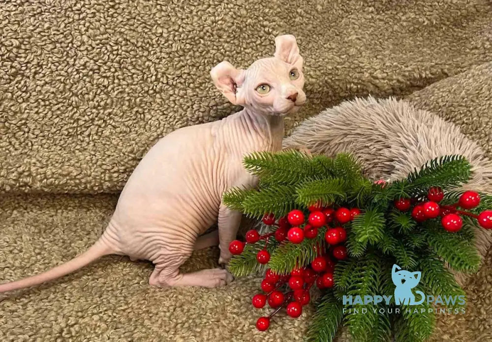 Amur Elf Male White Live Animals
