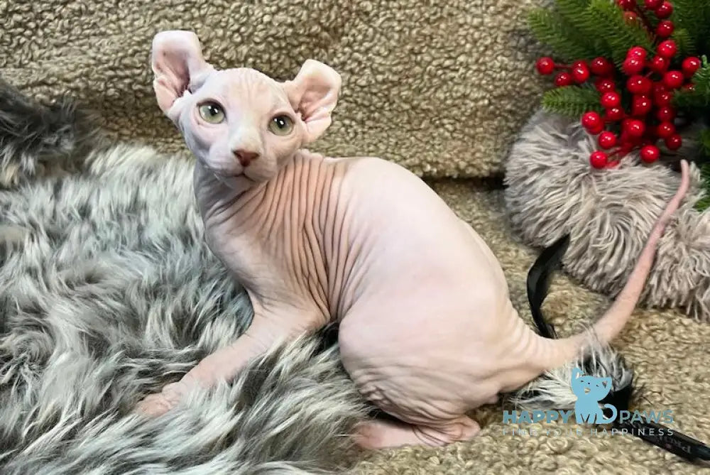 Amur Elf Male White Live Animals