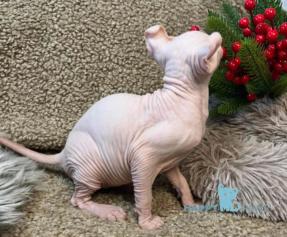 Amur Elf Male White Live Animals