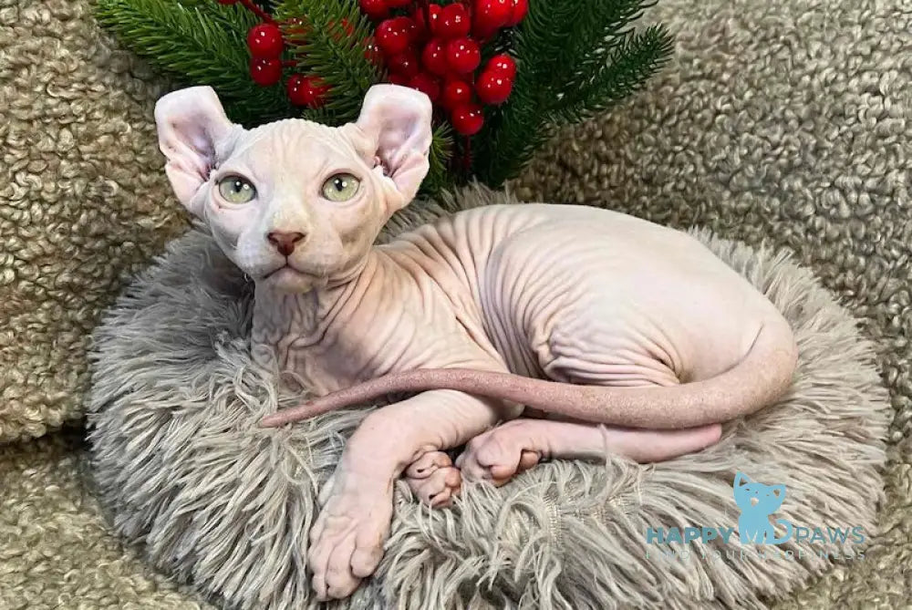 Amur Elf Male White Live Animals