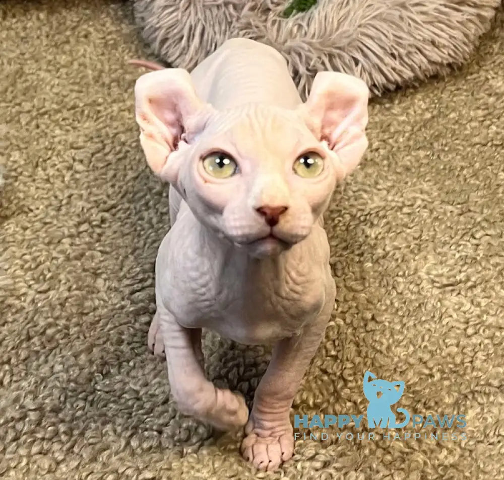 Amur Elf Male White Live Animals