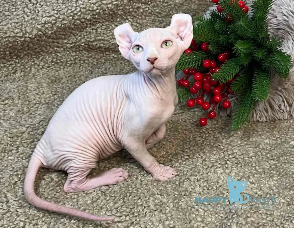 Amur Elf Male White Live Animals