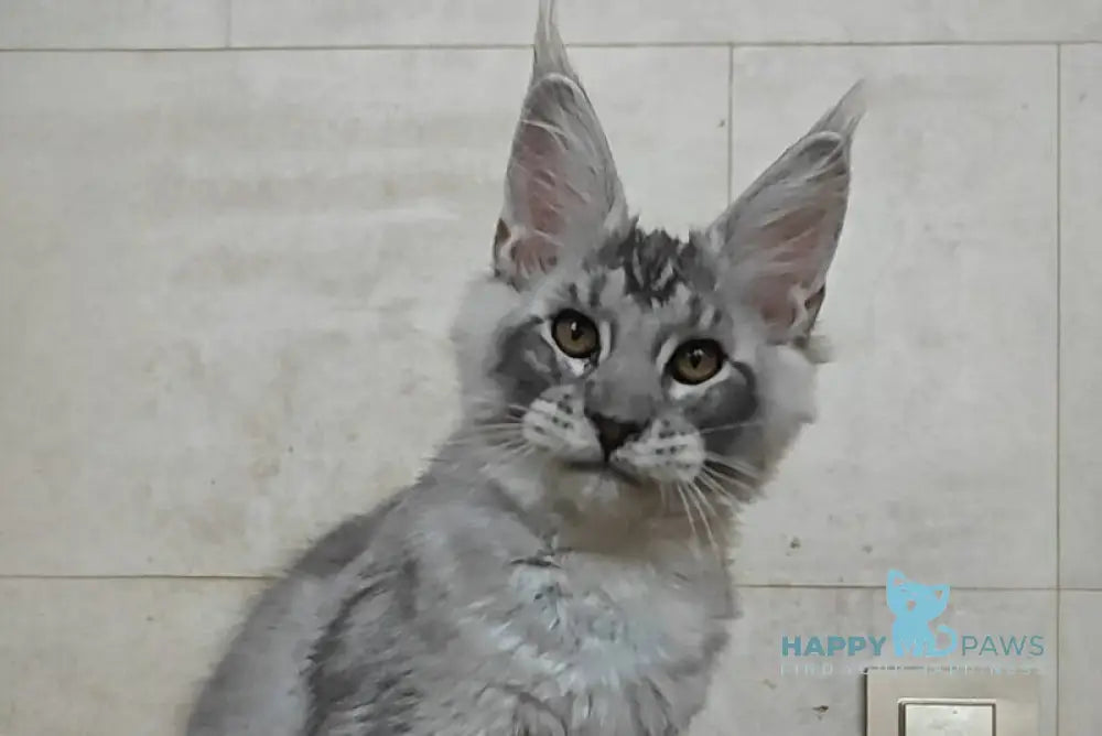 Amur Maine Coon male black silver ticked tabby live animals