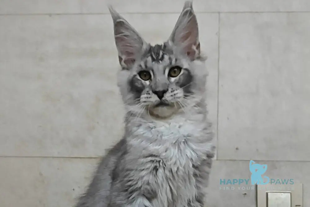 Amur Maine Coon male black silver ticked tabby live animals
