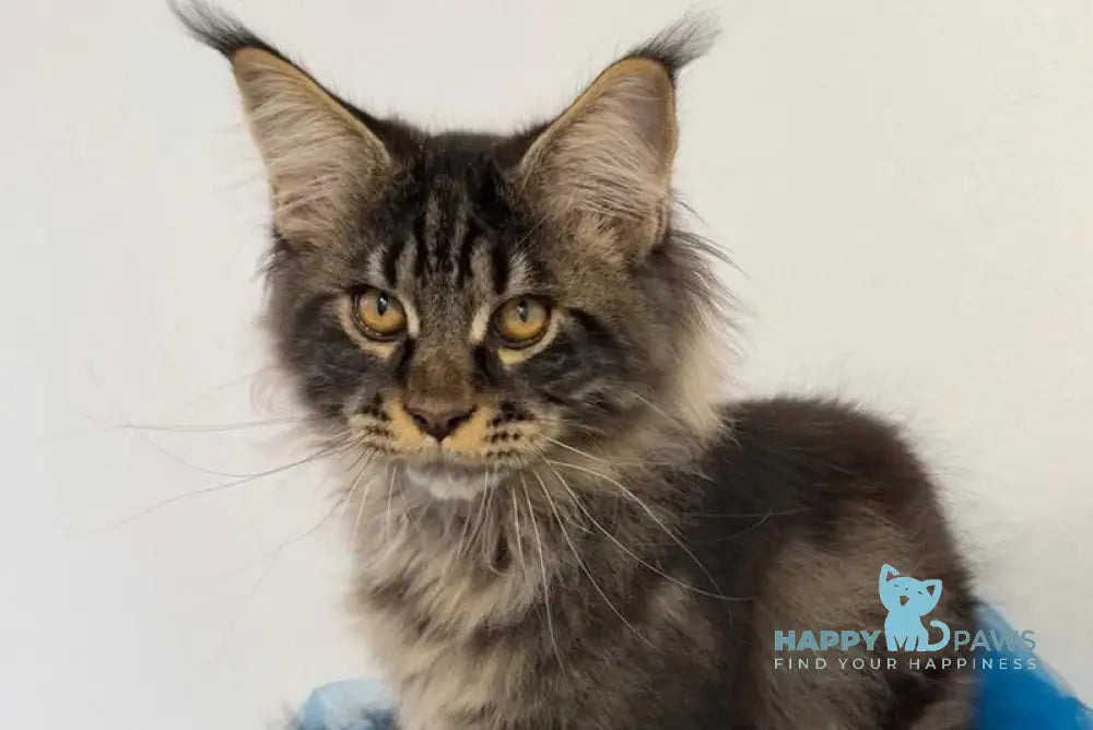 Amur Maine Coon male black tabby live animals