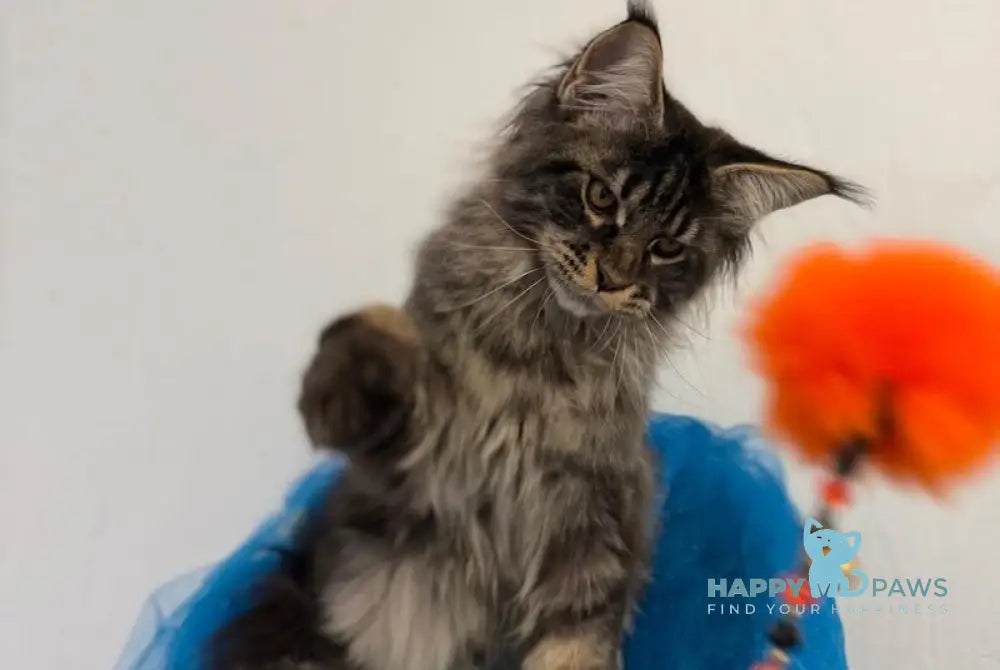 Amur Maine Coon male black tabby live animals