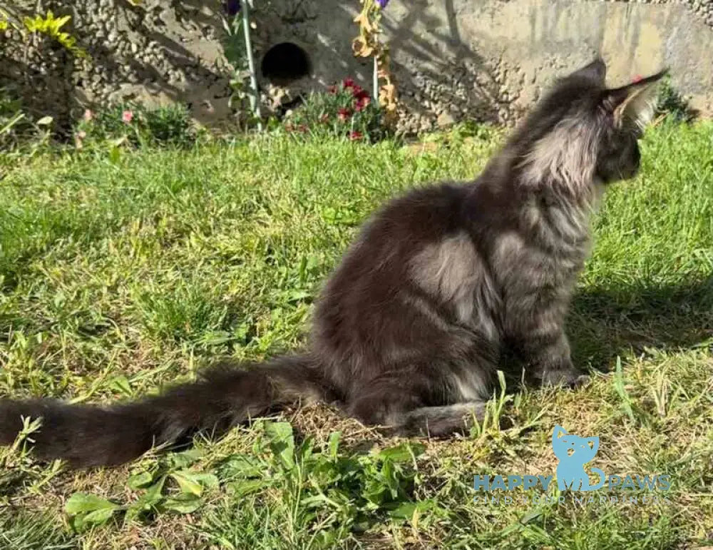Amur Maine Coon male black tabby live animals