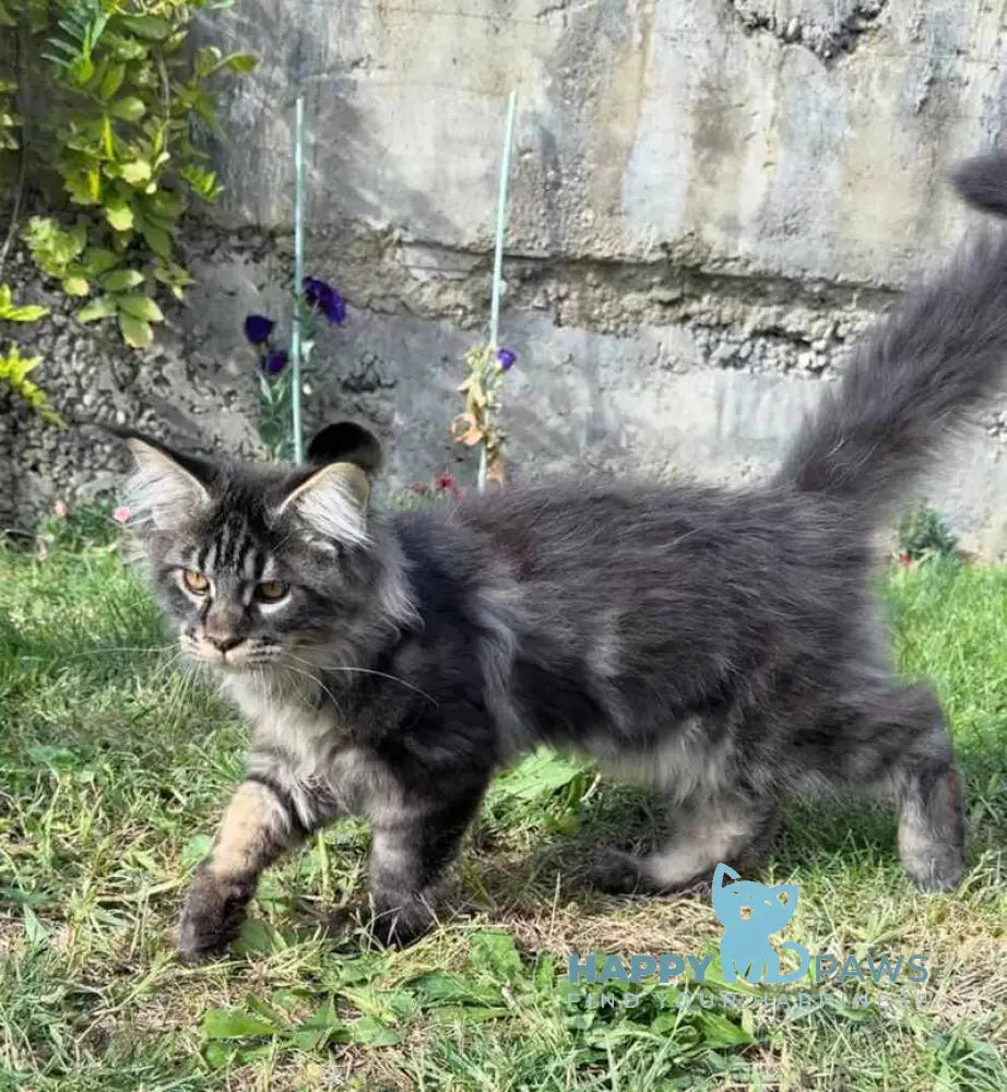 Amur Maine Coon male black tabby live animals