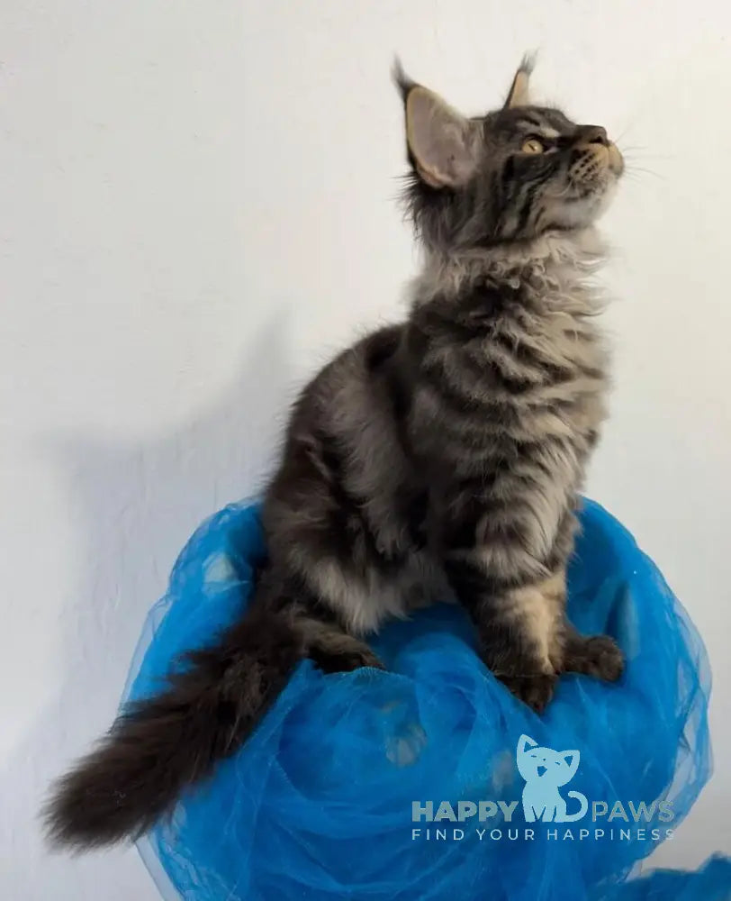 Amur Maine Coon male black tabby live animals