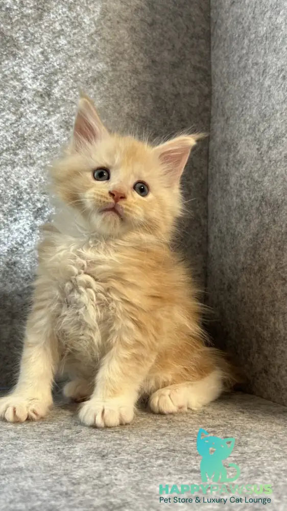 Amur Maine Coon male cream silver with white - live animals