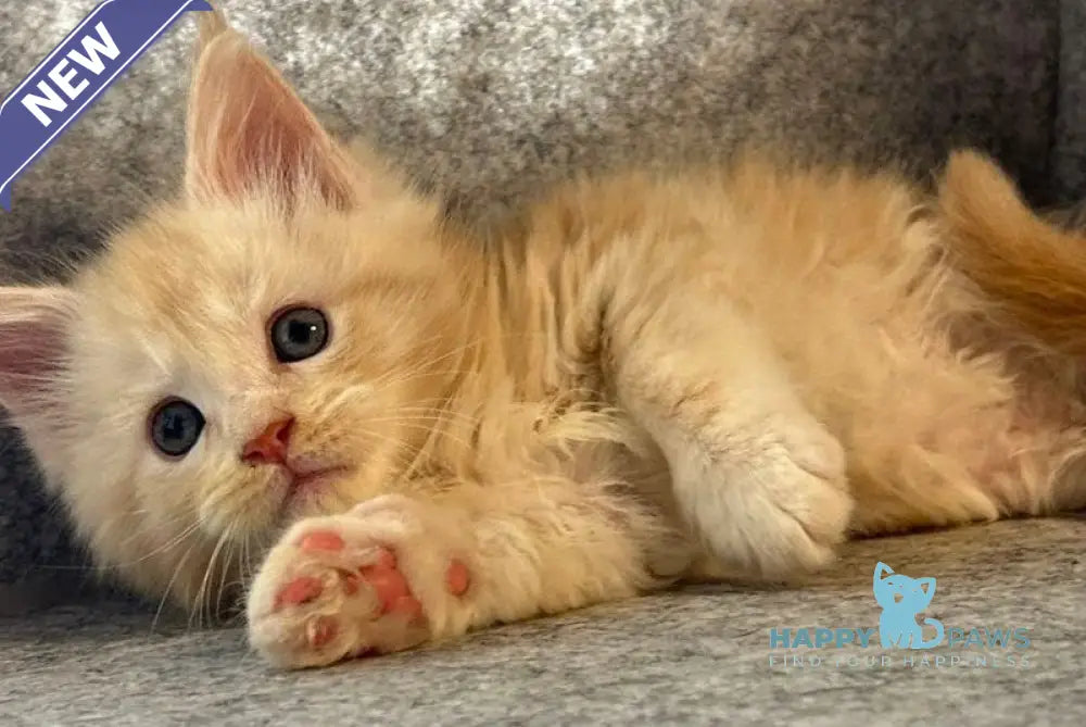 Amur Maine Coon male cream silver with white - live animals