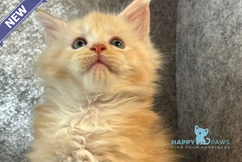 Amur Maine Coon male cream silver with white - live animals