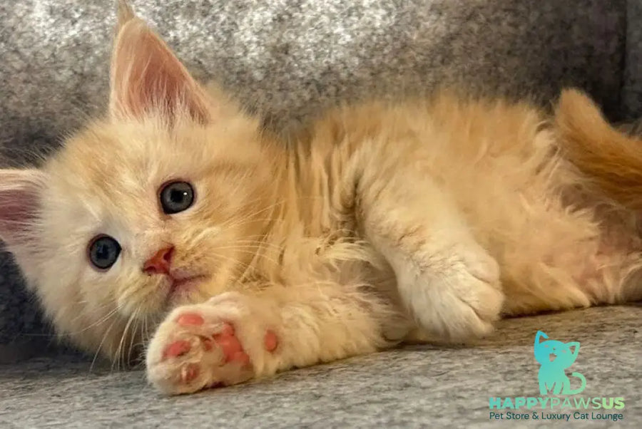 Amur Maine Coon male cream silver with white - live animals