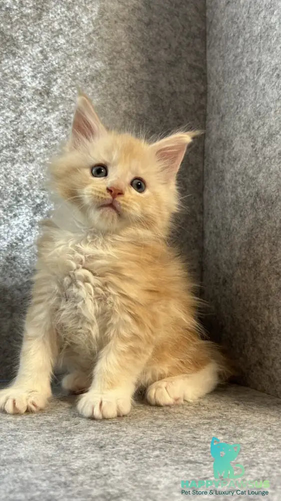 Amur Maine Coon male cream silver with white - live animals