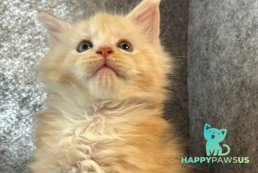Amur Maine Coon male cream silver with white - live animals