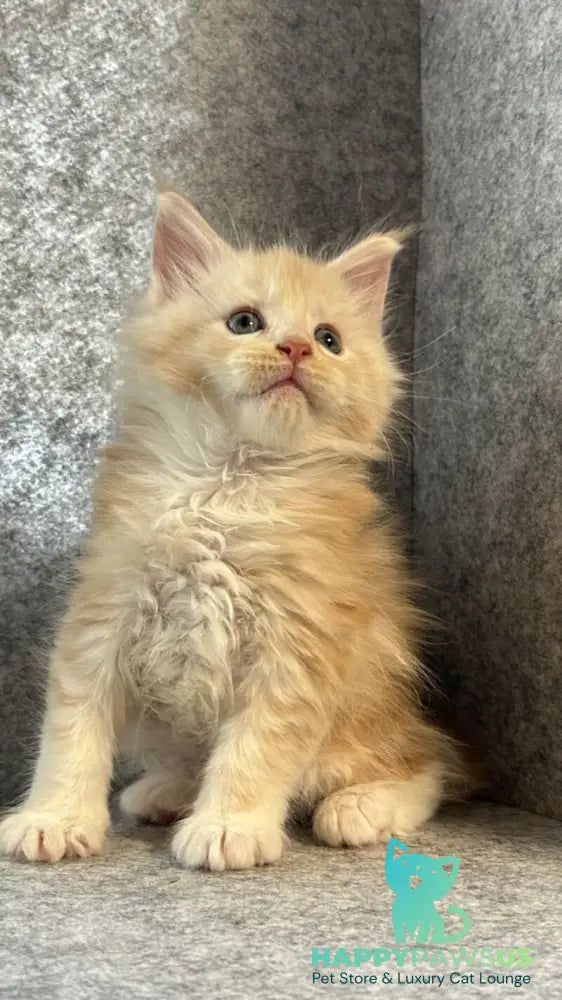 Amur Maine Coon male cream silver with white - live animals