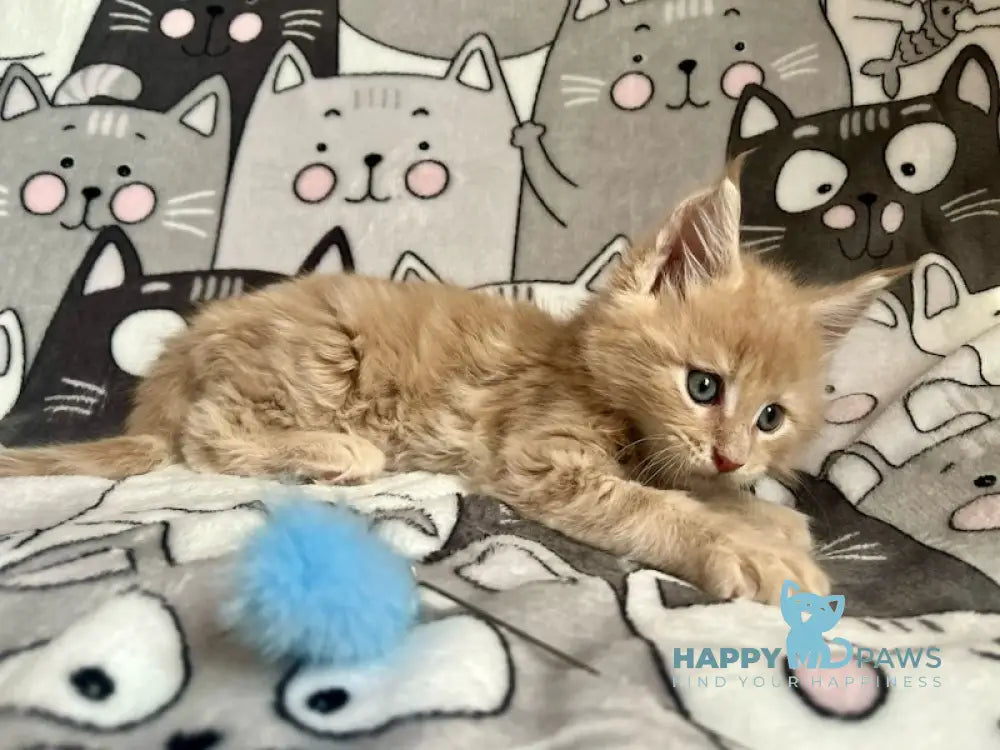 Amur Maine Coon male cream tabby live animals