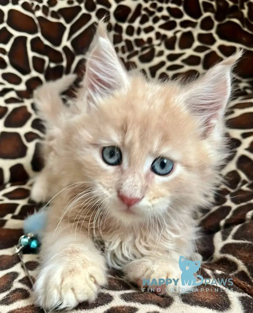 Amur Maine Coon male cream tabby live animals