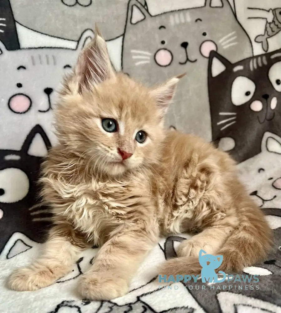 Amur Maine Coon male cream tabby live animals