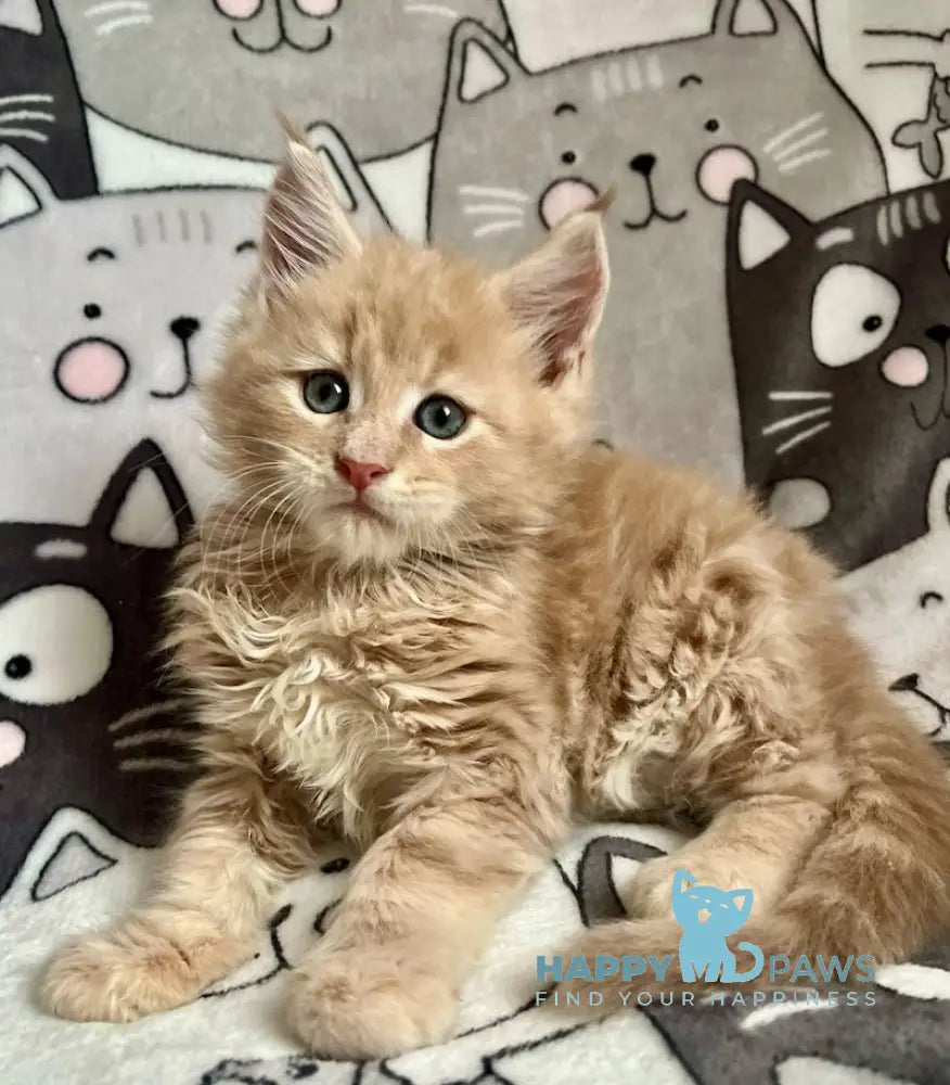 Amur Maine Coon male cream tabby live animals