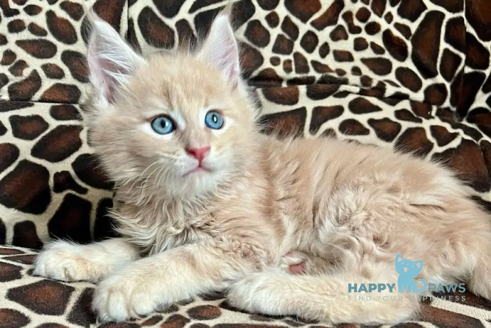 Amur Maine Coon male cream tabby live animals