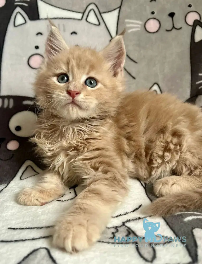 Amur Maine Coon male cream tabby live animals