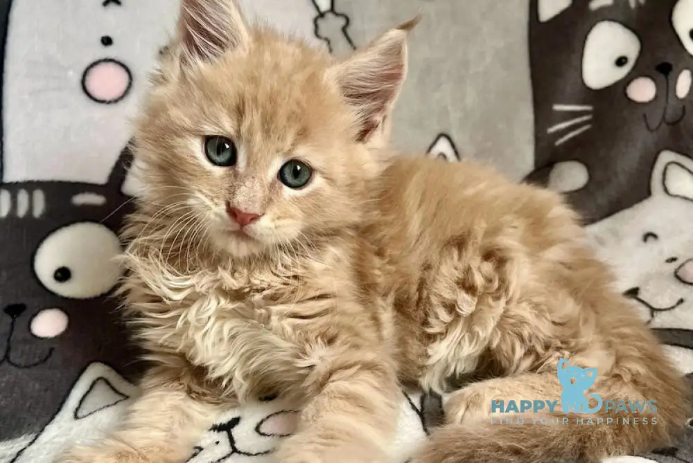 Amur Maine Coon male cream tabby live animals