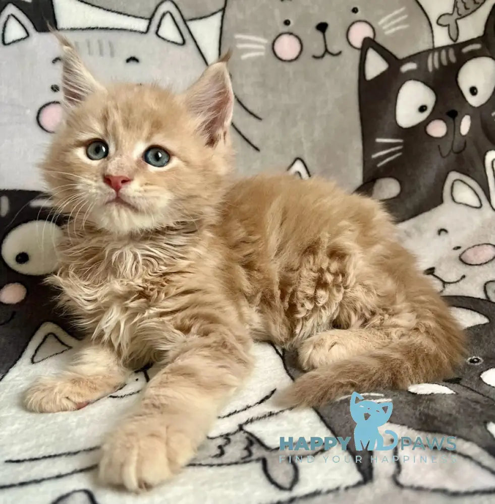 Amur Maine Coon male cream tabby live animals