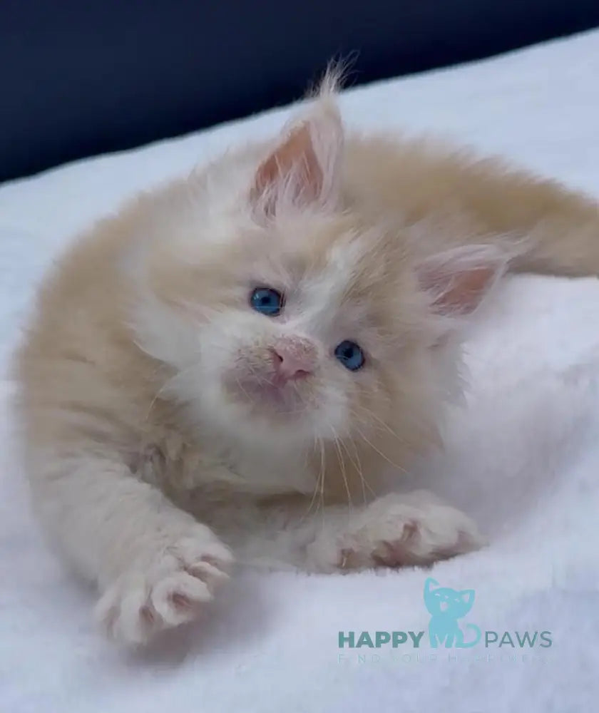 Amur Maine Coon male red silver with white live animals