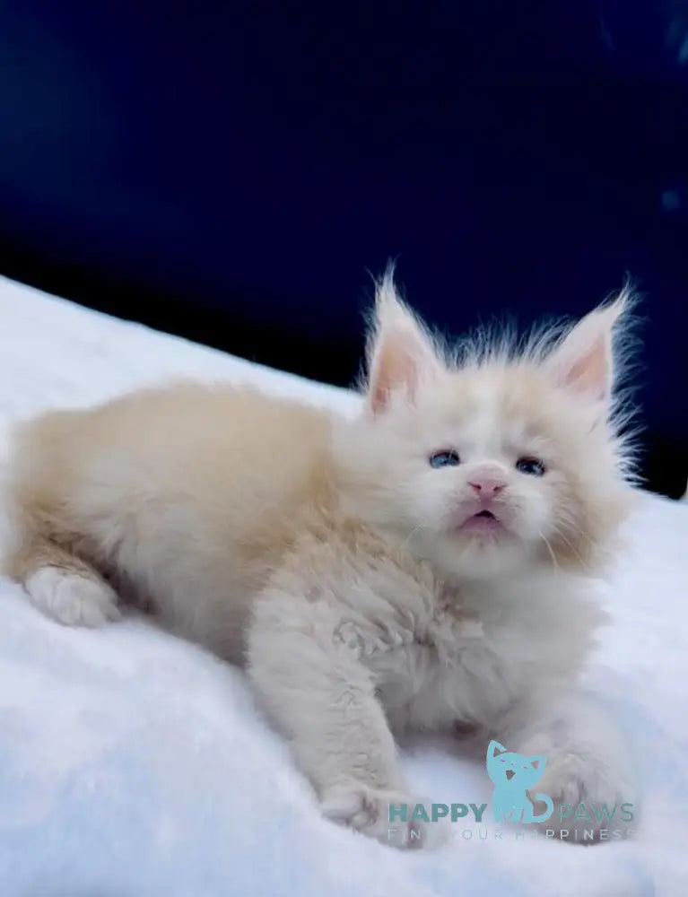 Amur Maine Coon male red silver with white live animals