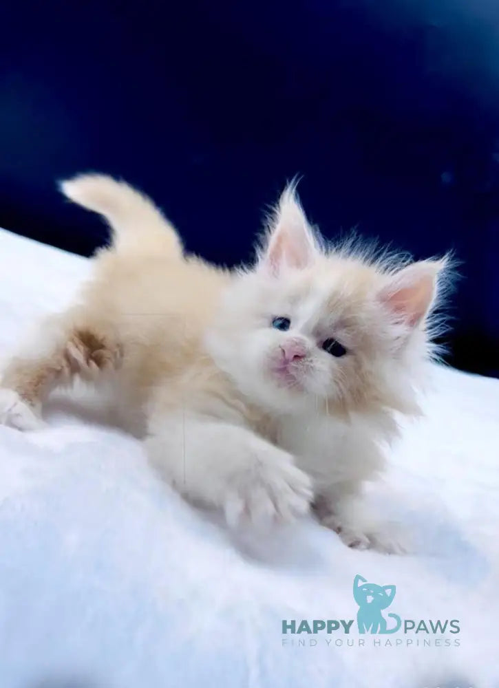 Amur Maine Coon male red silver with white live animals