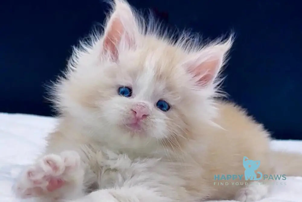 Amur Maine Coon male red silver with white live animals