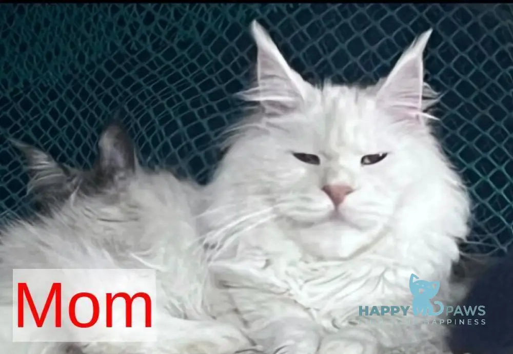 Amur Maine Coon male red silver with white live animals