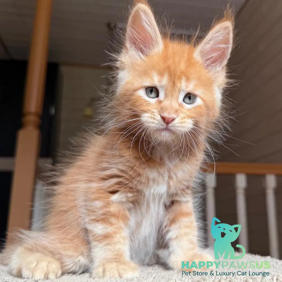 Amur Maine Coon male red tabby with white - live animals