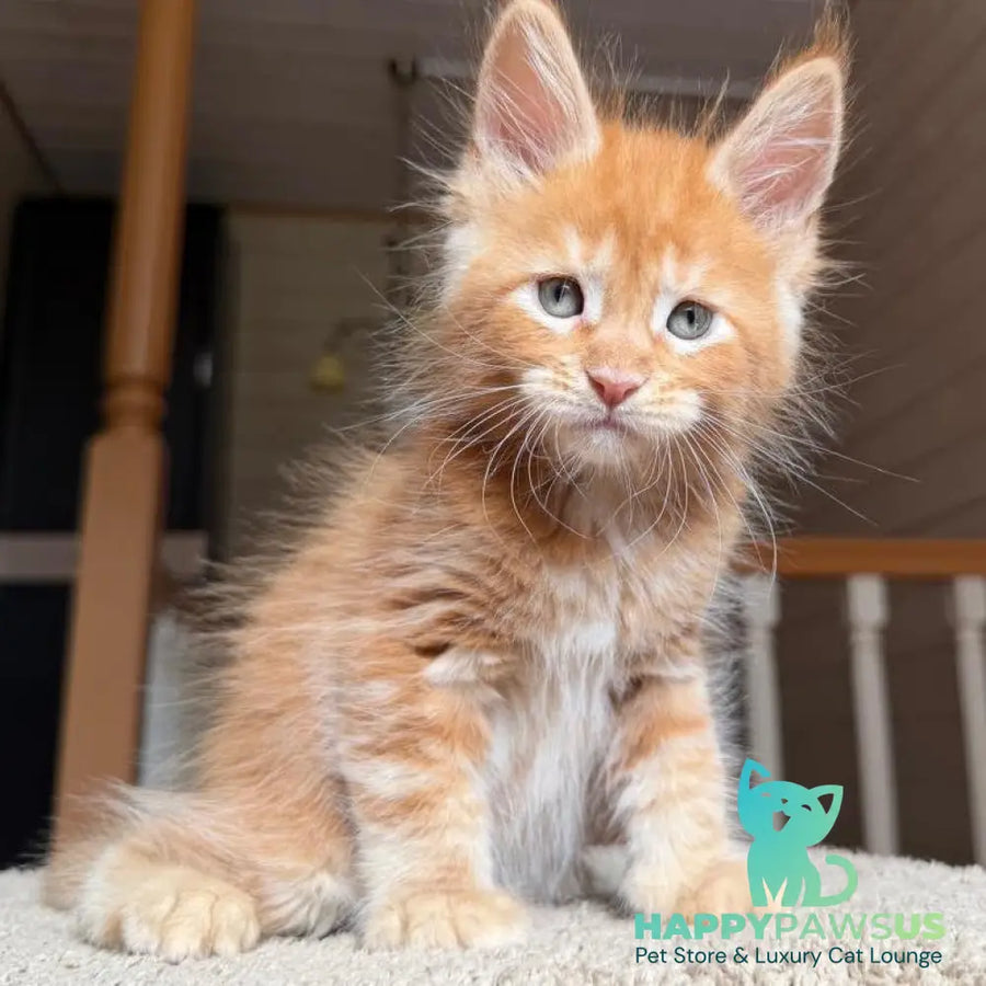 Amur Maine Coon male red tabby with white - live animals