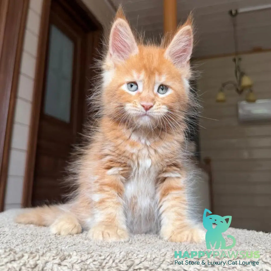 Amur Maine Coon male red tabby with white - live animals