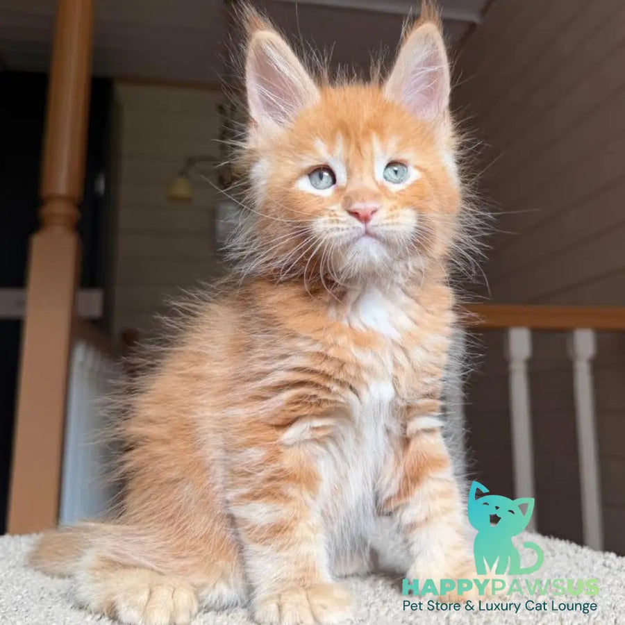 Amur Maine Coon male red tabby with white - live animals