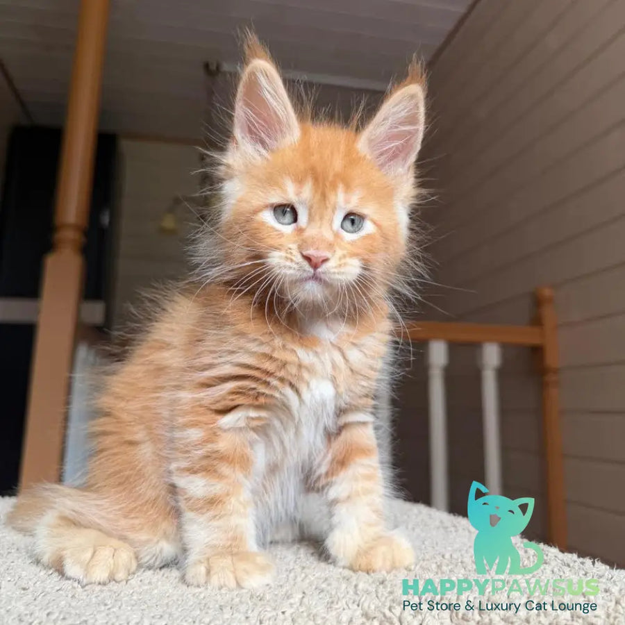 Amur Maine Coon male red tabby with white - live animals