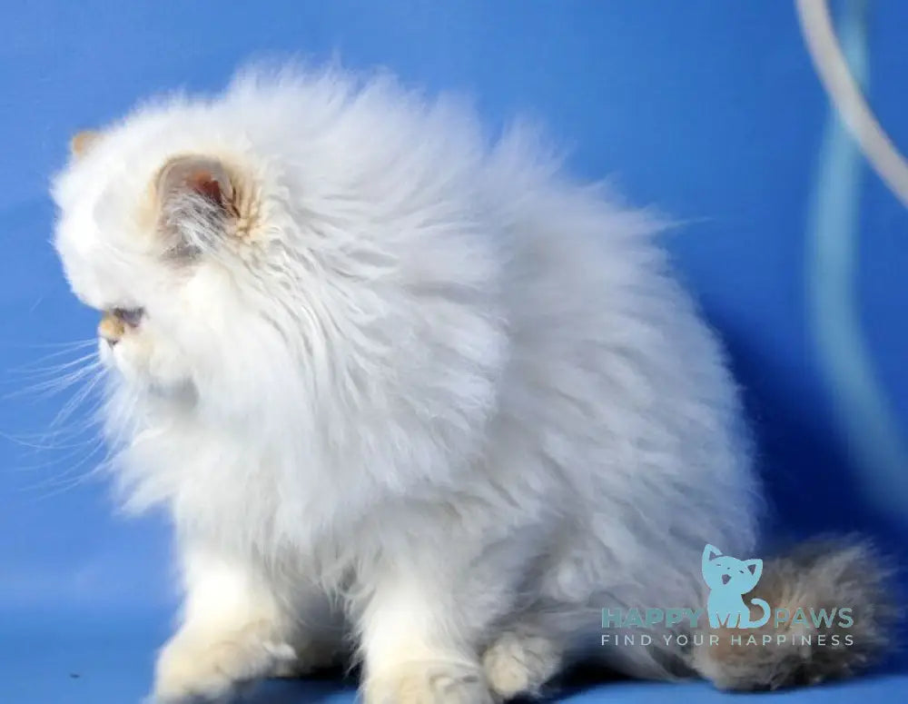 Amur Persian male red tabby pointed live animals